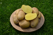 konzumní brambory Sunita